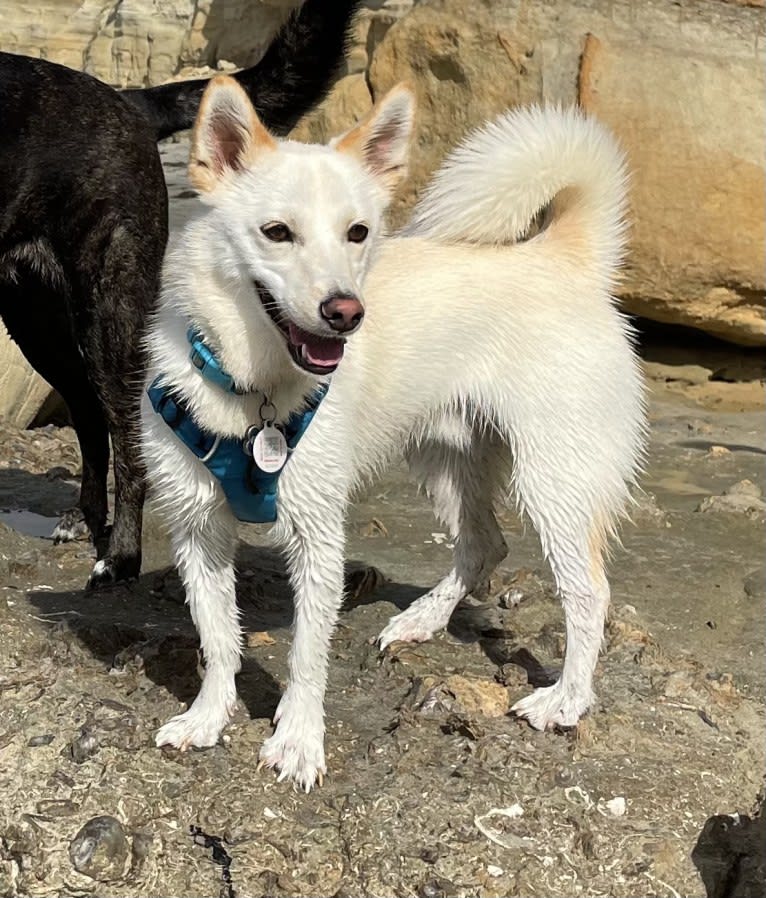 Akira, a Japanese or Korean Village Dog tested with EmbarkVet.com