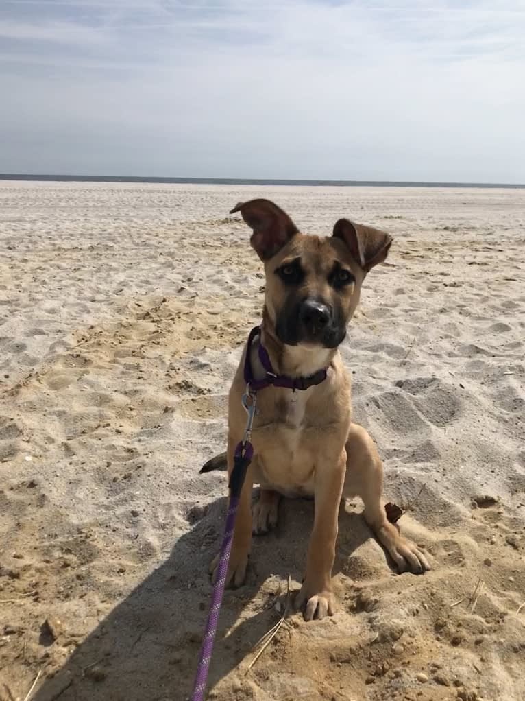 Nova, an American Pit Bull Terrier and German Shepherd Dog mix tested with EmbarkVet.com