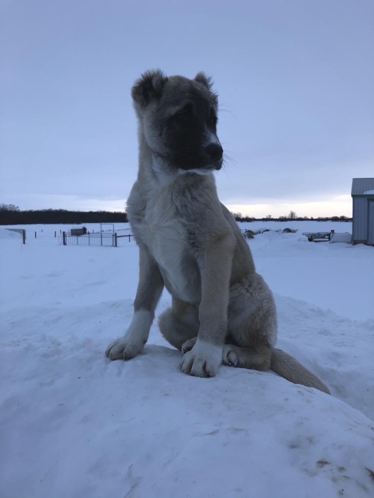 Sylva, an Armenian Gampr tested with EmbarkVet.com