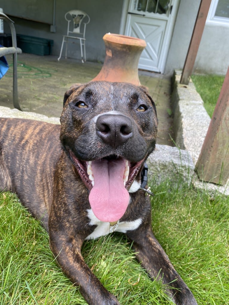 Yoshi, an American Bully and American Pit Bull Terrier mix tested with EmbarkVet.com