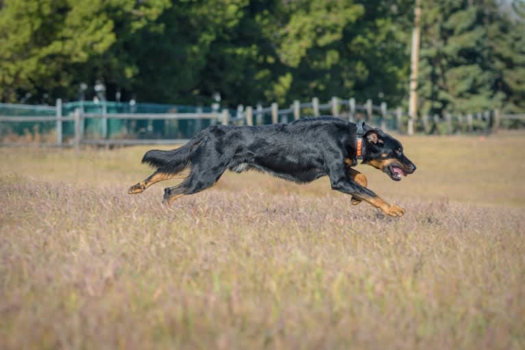 Thanos le Coeur Pur, a Beauceron tested with EmbarkVet.com