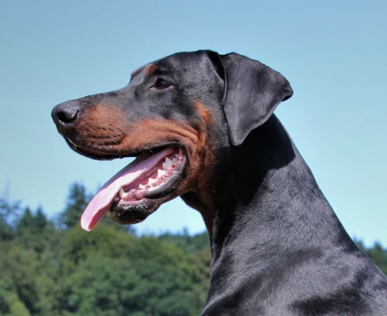 Tyson, a Doberman Pinscher tested with EmbarkVet.com