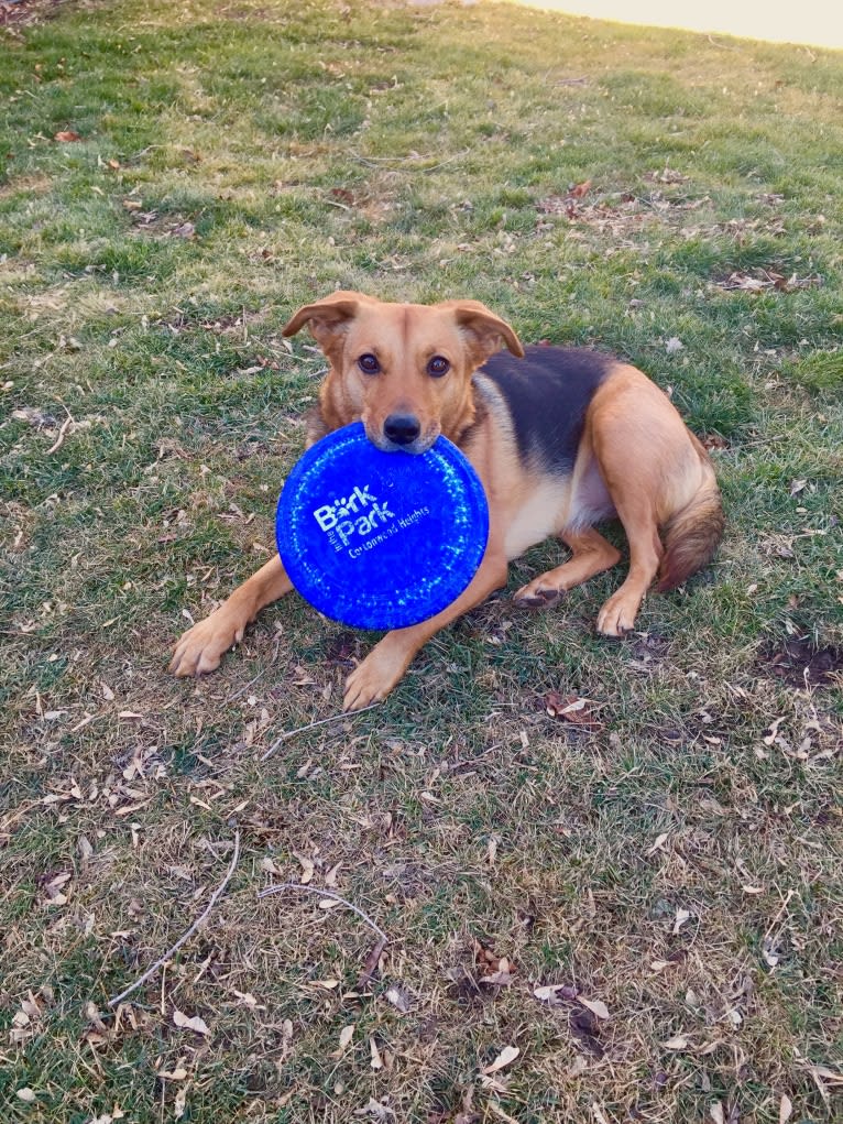 Ellie, a Rottweiler and Australian Cattle Dog mix tested with EmbarkVet.com