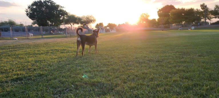 Pippa, a Siberian Husky and Doberman Pinscher mix tested with EmbarkVet.com