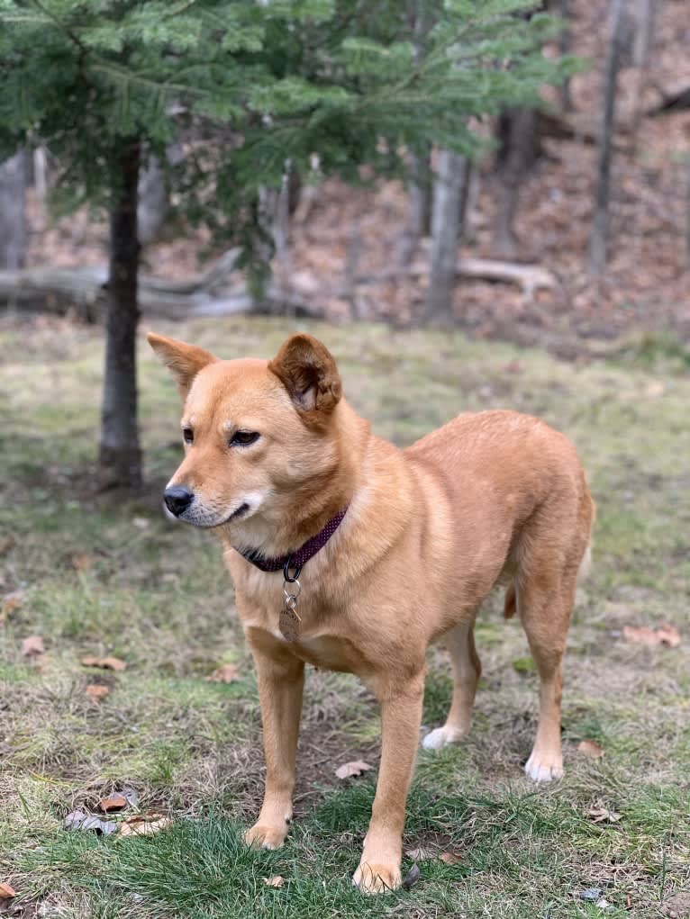 Indie, a Japanese or Korean Village Dog tested with EmbarkVet.com