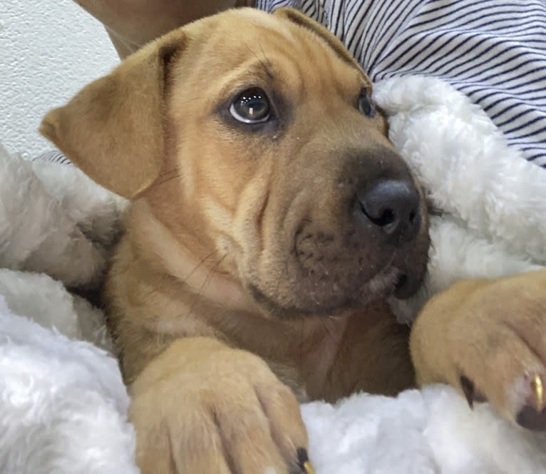 Wookie, an American Pit Bull Terrier and Bulldog mix tested with EmbarkVet.com