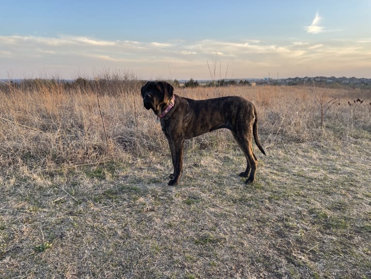 Calliope Jo Prudence Plein, a Mastiff tested with EmbarkVet.com