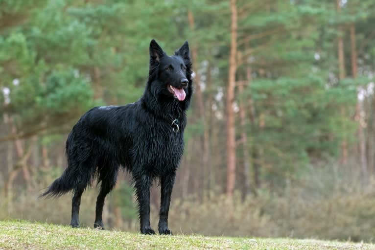 Pella, a Belgian Shepherd tested with EmbarkVet.com