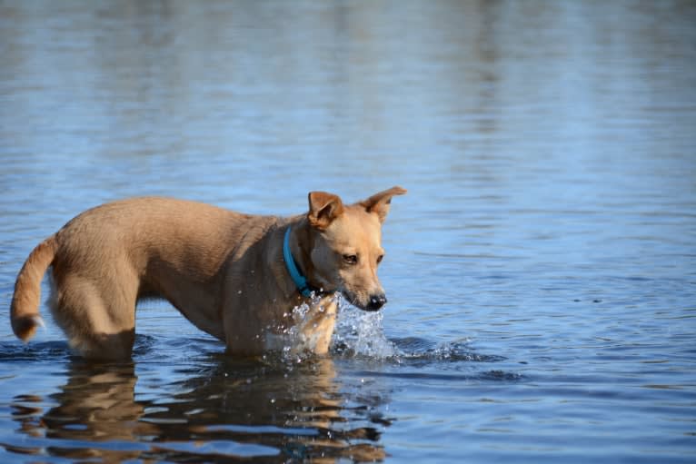 Zoe, an Australian Cattle Dog and Rat Terrier mix tested with EmbarkVet.com