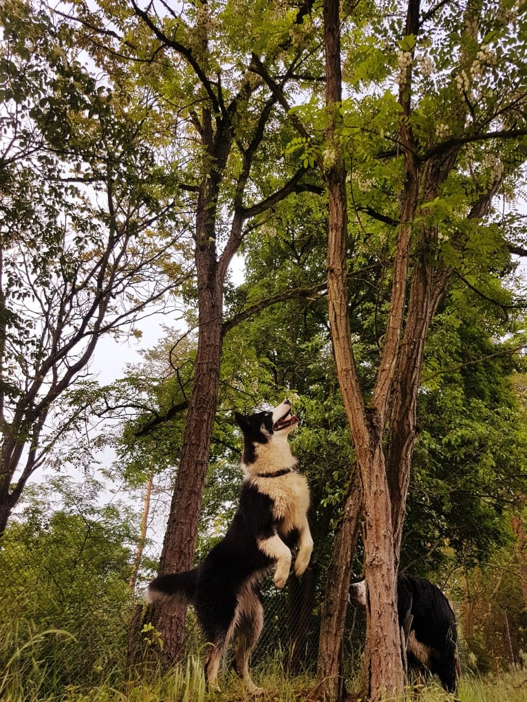 Erkeeni Kuo (Kinjia), a Yakutian Laika tested with EmbarkVet.com