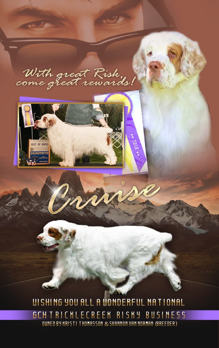 Cruise, a Clumber Spaniel tested with EmbarkVet.com