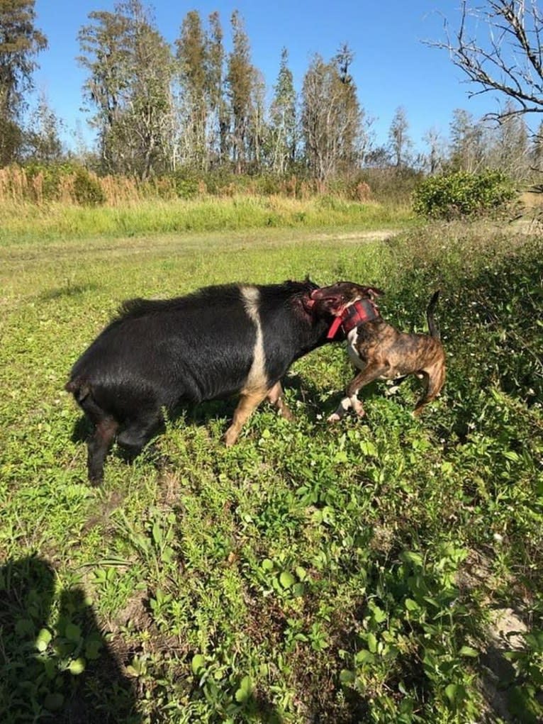 Dippy, a Bull Terrier tested with EmbarkVet.com