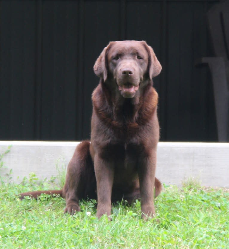 Eska, a Labrador Retriever tested with EmbarkVet.com