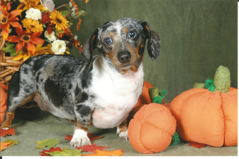 Lucy, a Dachshund and Miniature Schnauzer mix tested with EmbarkVet.com