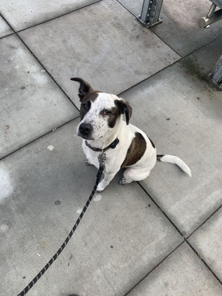 Kernel, an Australian Cattle Dog and American Pit Bull Terrier mix tested with EmbarkVet.com