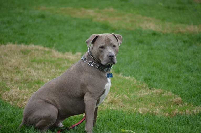 Niko, an American Pit Bull Terrier and American Staffordshire Terrier mix tested with EmbarkVet.com