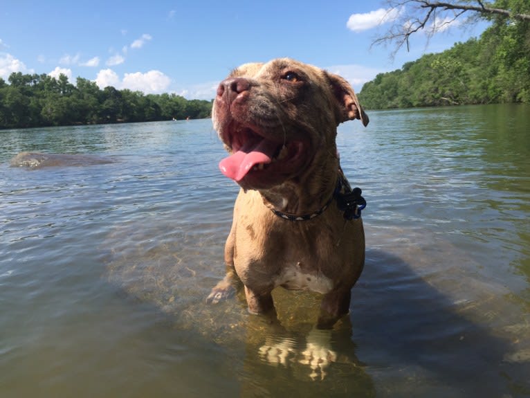 Tammy, an American Pit Bull Terrier and Boxer mix tested with EmbarkVet.com