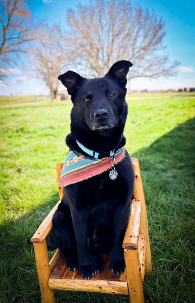 Kodi, an Australian Cattle Dog and Chow Chow mix tested with EmbarkVet.com