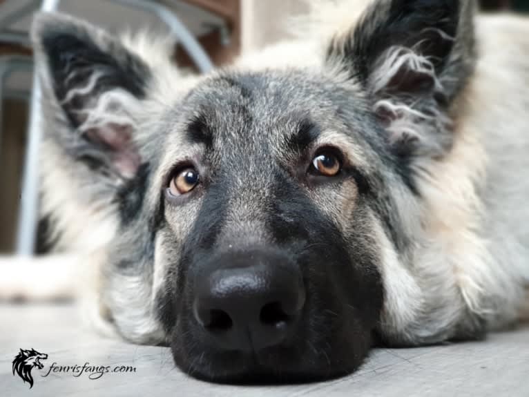 Gemma, a German Shepherd Dog tested with EmbarkVet.com