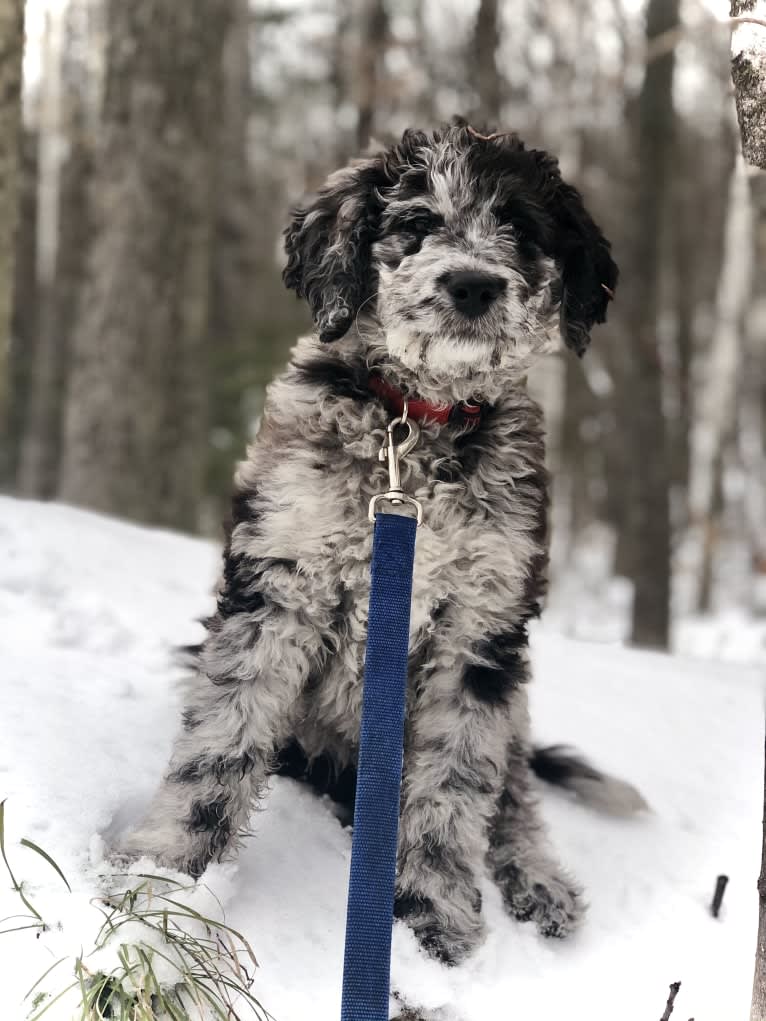 Juno Thedoodle, a Goldendoodle tested with EmbarkVet.com