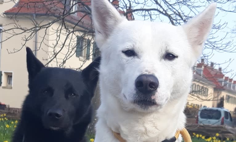 Suri, a Canaan Dog tested with EmbarkVet.com