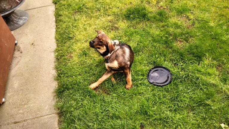 Wendy, a Rottweiler and Belgian Malinois mix tested with EmbarkVet.com