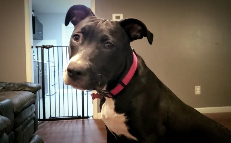 Luna, an American Pit Bull Terrier tested with EmbarkVet.com