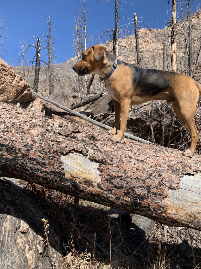 Watson, a Mountain Cur and American Pit Bull Terrier mix tested with EmbarkVet.com