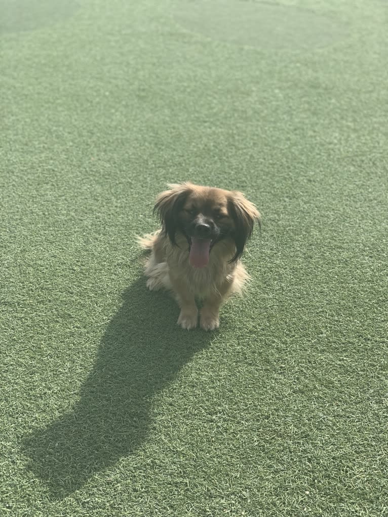 Altuve, a Cocker Spaniel and Pekingese mix tested with EmbarkVet.com