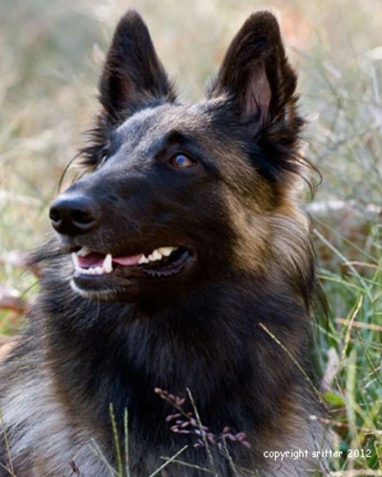 Maizie, a Belgian Shepherd tested with EmbarkVet.com