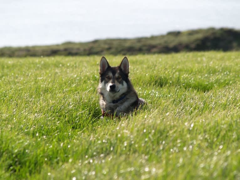 Kalen, a German Shepherd Dog and Siberian Husky mix tested with EmbarkVet.com