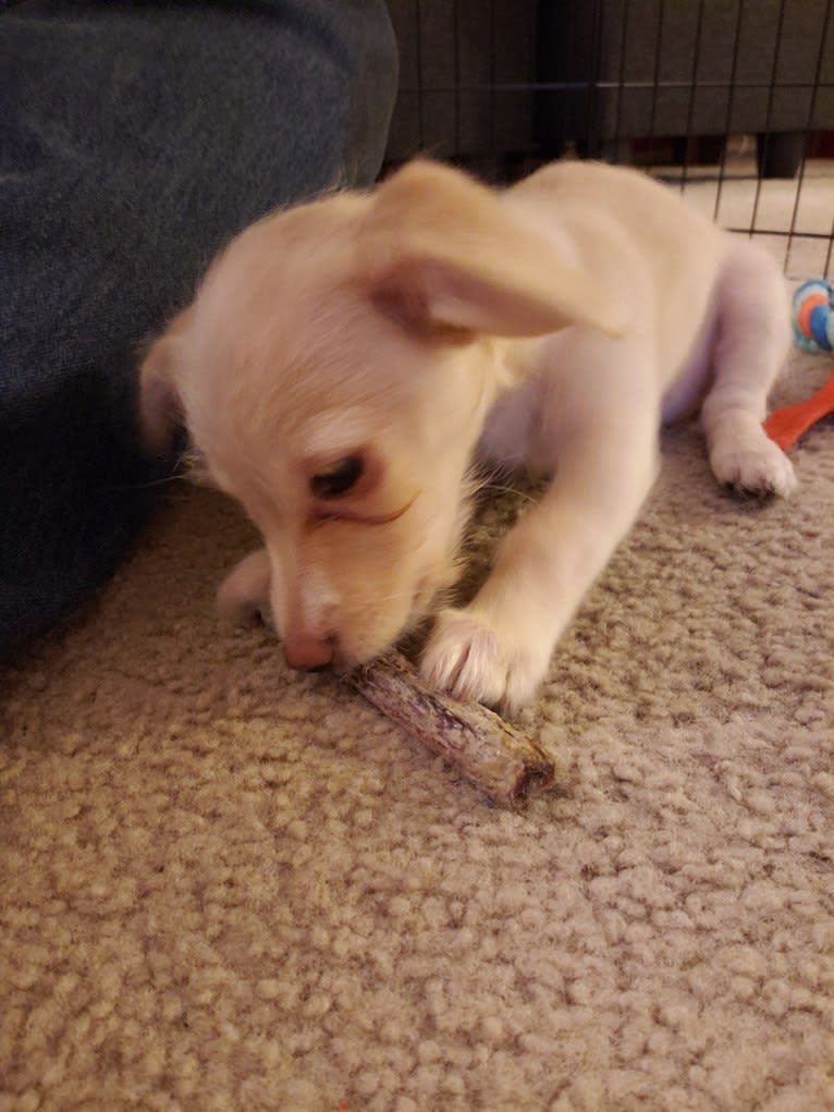 Hannah, a Dachshund and Bichon Frise mix tested with EmbarkVet.com