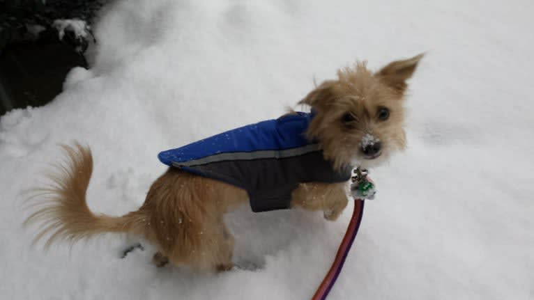 Chipmunk, a Shih Tzu and Chihuahua mix tested with EmbarkVet.com