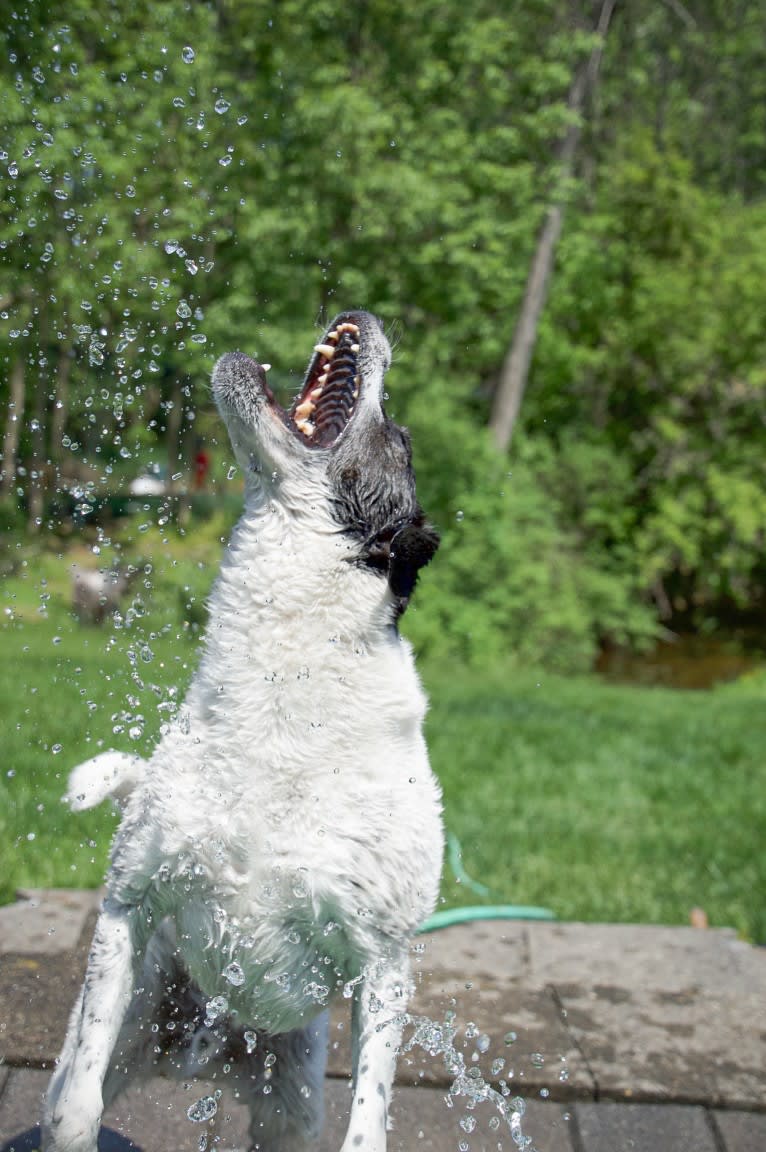 Jack, a Russell-type Terrier and Mountain Cur mix tested with EmbarkVet.com