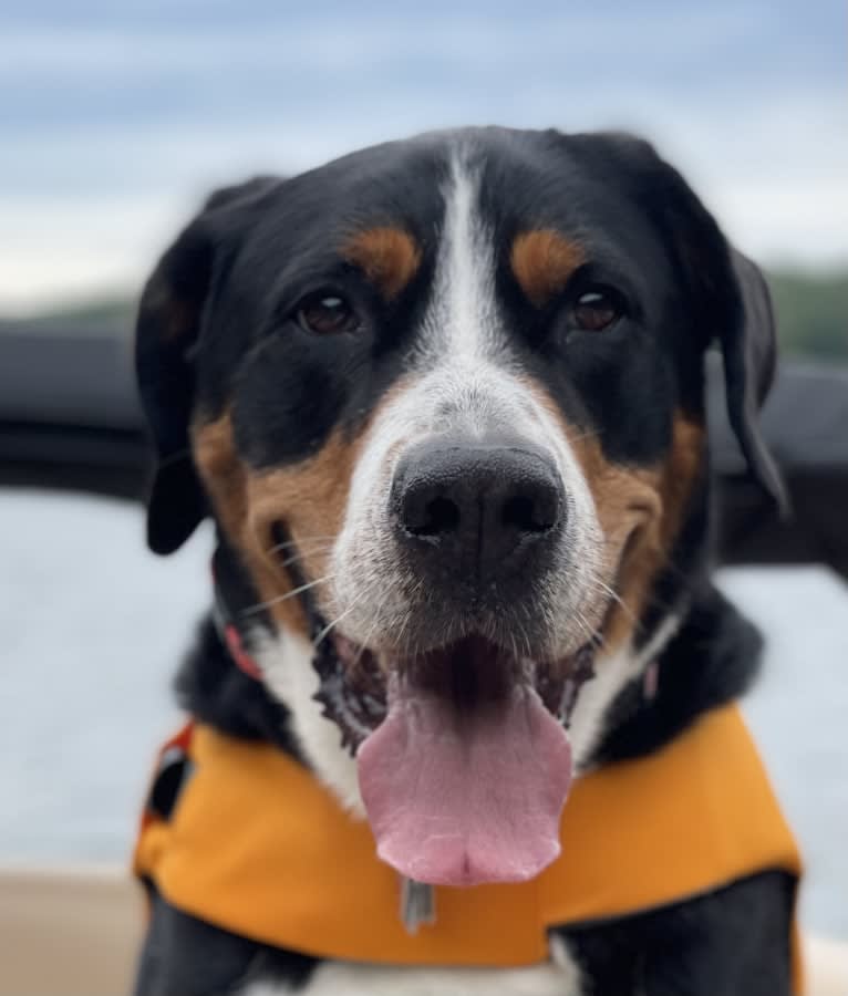 Finley, a Greater Swiss Mountain Dog tested with EmbarkVet.com