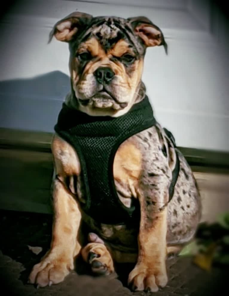 Vinny, an Olde English Bulldogge tested with EmbarkVet.com