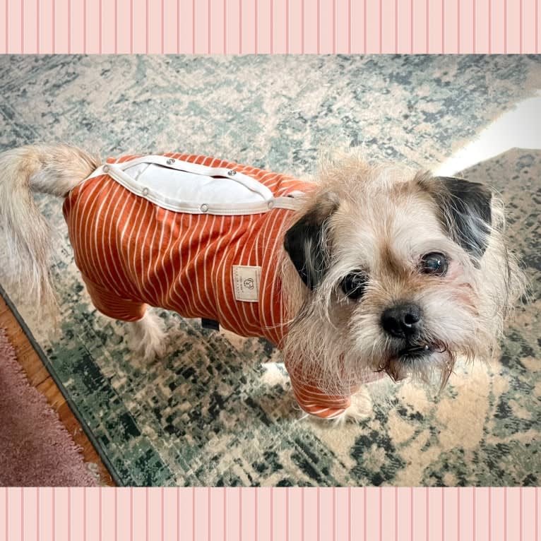 Winston, a Pugapoo tested with EmbarkVet.com