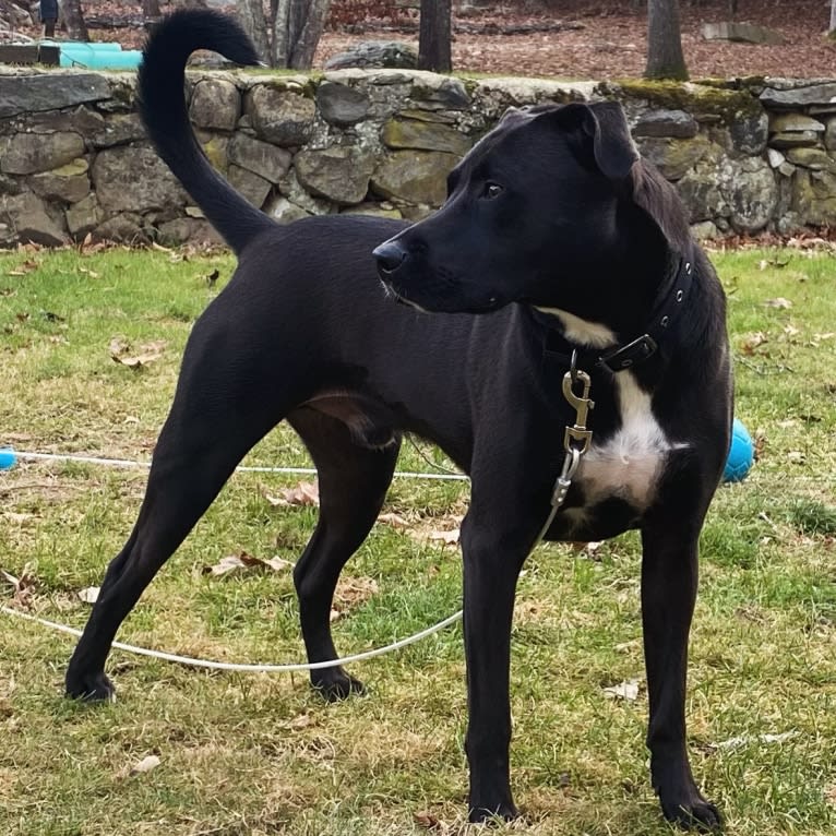 Phoenix, a Labrador Retriever and American Pit Bull Terrier mix tested with EmbarkVet.com