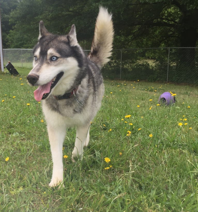 Flower, a Siberian Husky tested with EmbarkVet.com