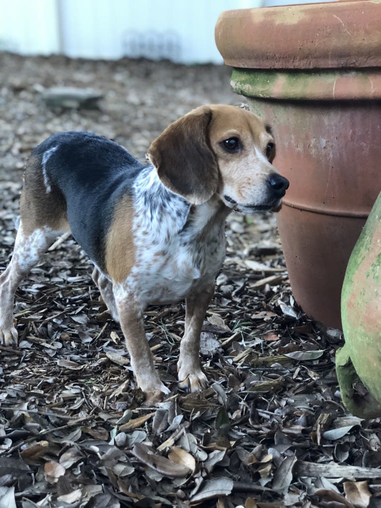 Lexie, a Beagle tested with EmbarkVet.com