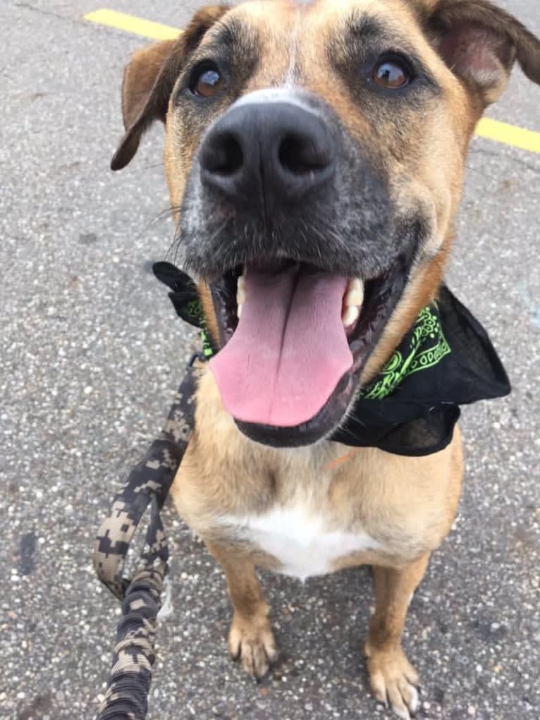 Chubs, an American Bulldog and Siberian Husky mix tested with EmbarkVet.com