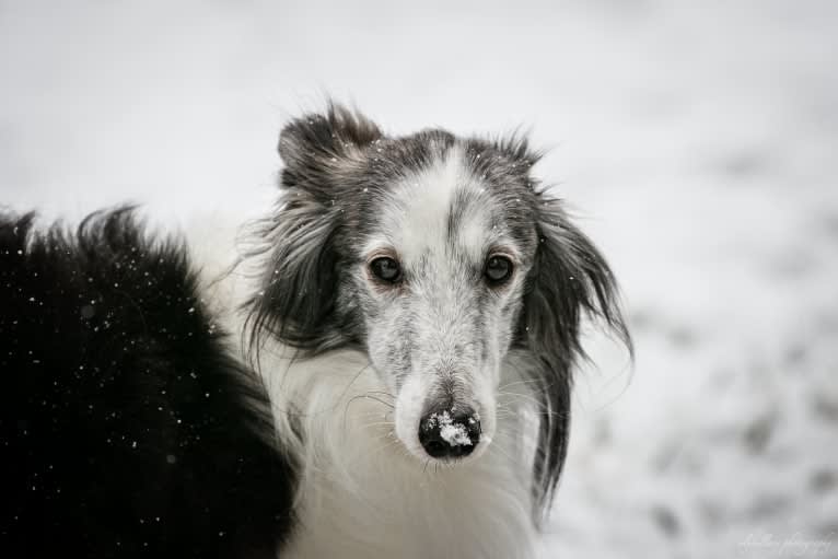 D'Artagnan, a Silken Windhound tested with EmbarkVet.com