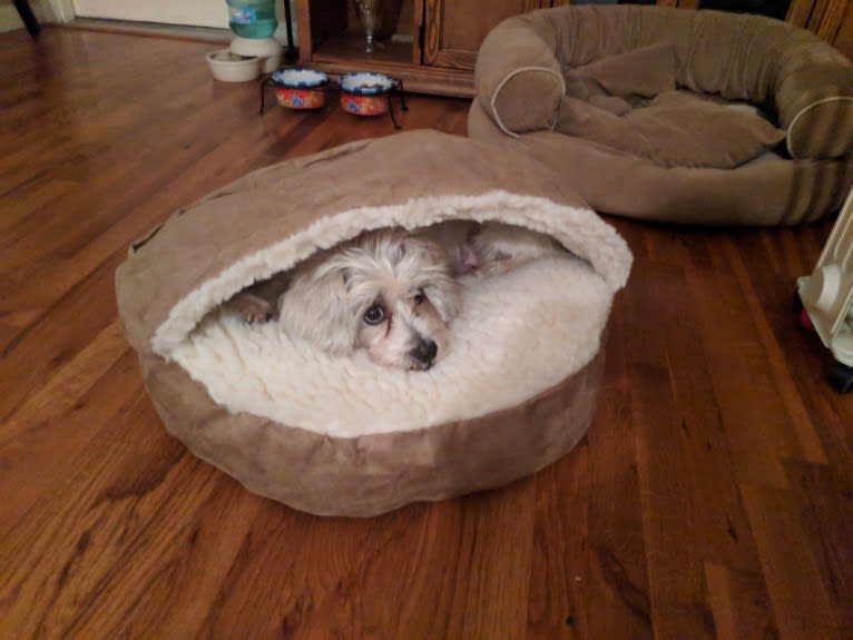 Sammy, a Poodle (Small) and Miniature Schnauzer mix tested with EmbarkVet.com