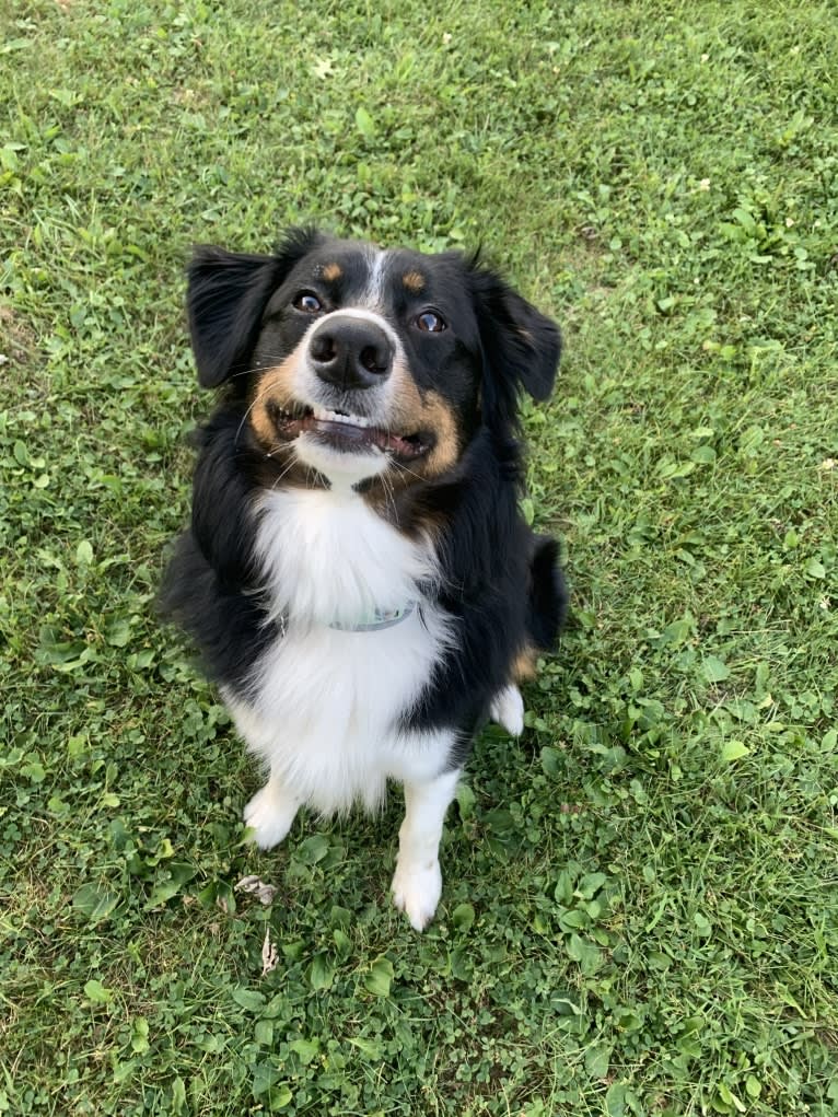 Rex, an Australian Shepherd and English Shepherd mix tested with EmbarkVet.com