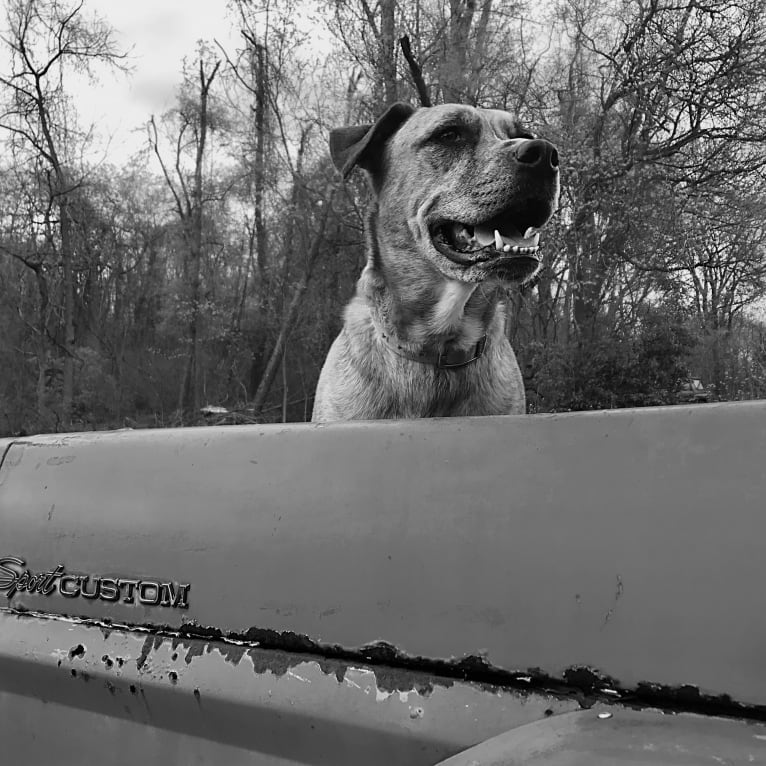 Chubs, an American Bulldog and Siberian Husky mix tested with EmbarkVet.com