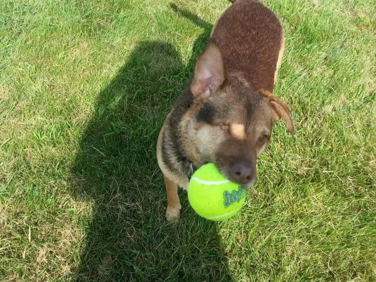 Stryder, a Chow Chow and Rottweiler mix tested with EmbarkVet.com