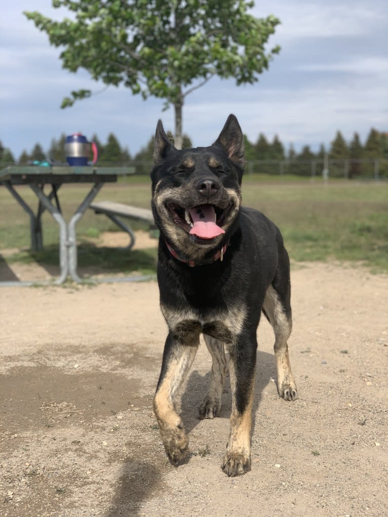 Rome, a Siberian Husky and Labrador Retriever mix tested with EmbarkVet.com