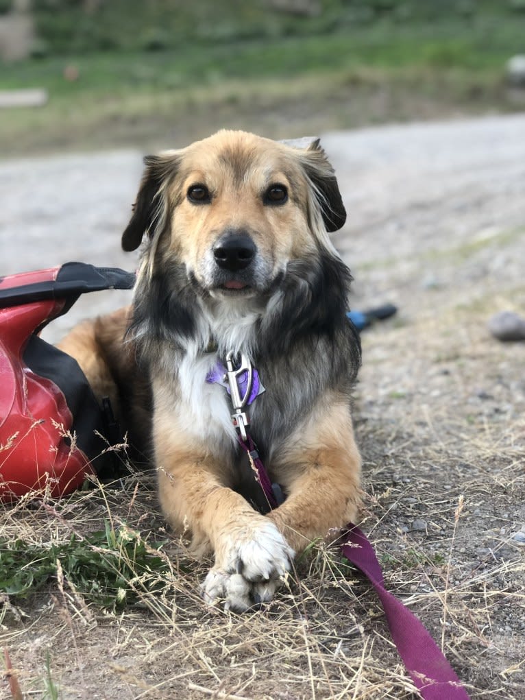 Akela, an American Pit Bull Terrier and Australian Cattle Dog mix tested with EmbarkVet.com