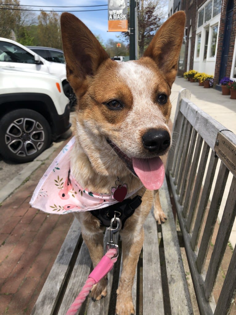 Winnie, an Australian Cattle Dog tested with EmbarkVet.com