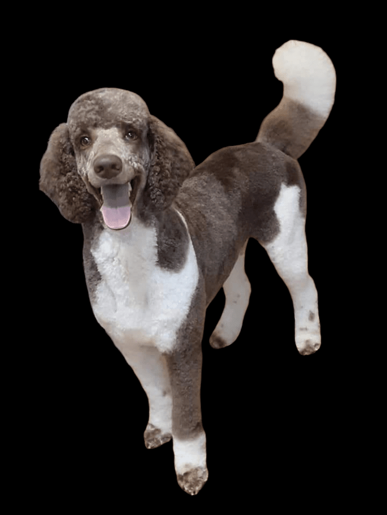 Russell, a Poodle (Standard) tested with EmbarkVet.com